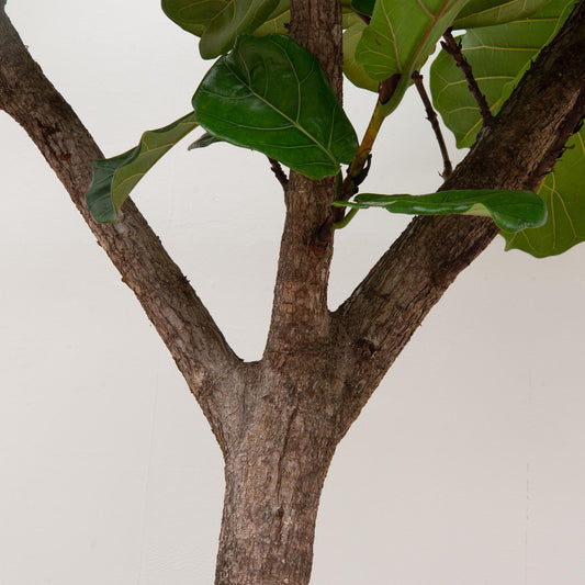 Ficus Lyrata tree XXXL - 270cm - ø45