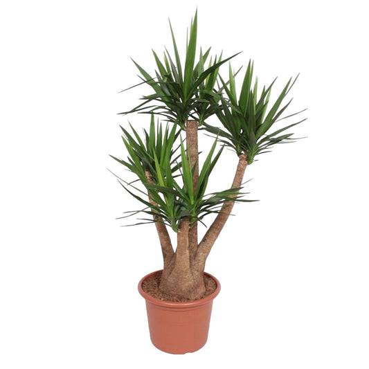 Yucca Elephantipes branched - 170 cm - ø45