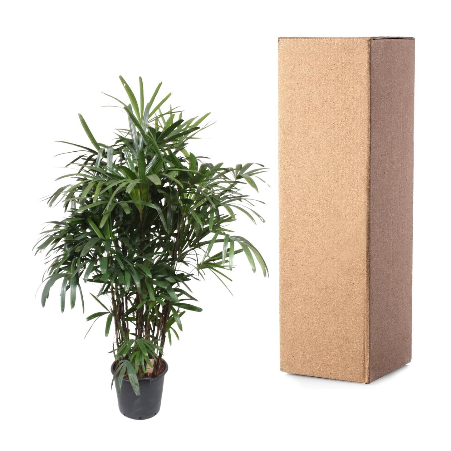 Rhapis Excelsa - 200 cm - ø34
