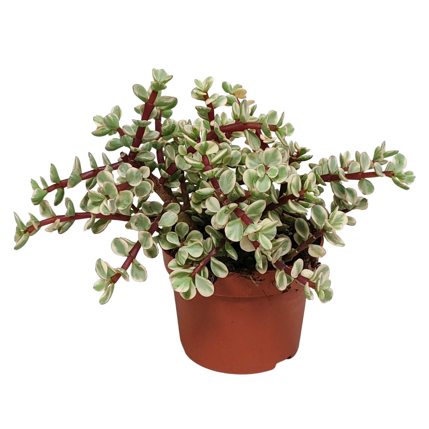 Portulacaria afra Variegata 10,5cm - zonder pot