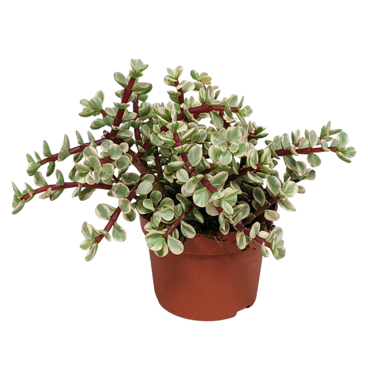 Portulacaria afra Variegata 10,5cm - zonder pot