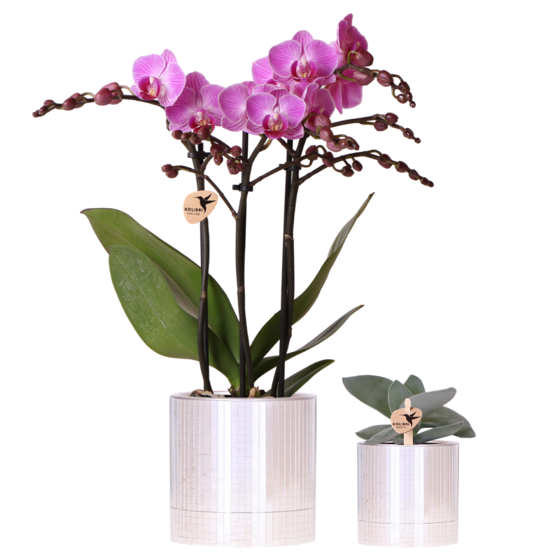 Kolibri Company | Disco Plant Set | Purple Vienna orchid 9cm + Succulent incl. ceramic decorative pots