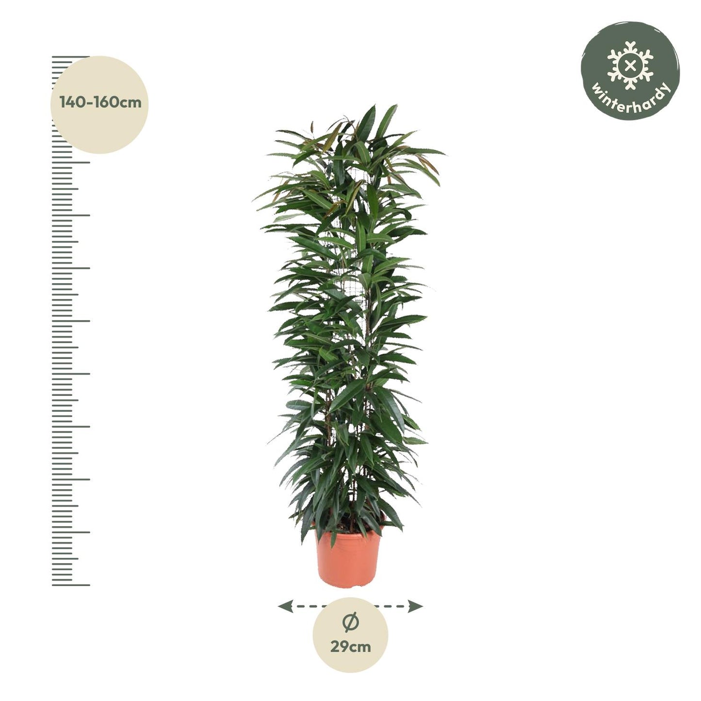 Ficus Alii King column - 150 cm - ø29