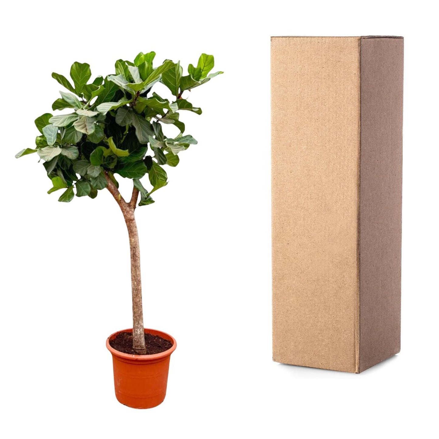 Ficus Lyrata tree XXXL - 230cm - ø40-45