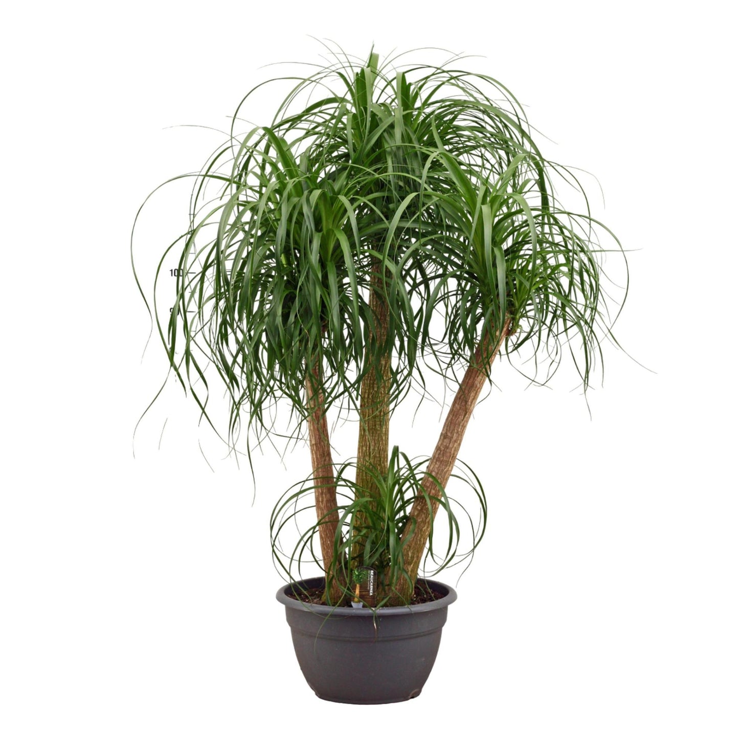 Beaucarnea multi stam - 130cm