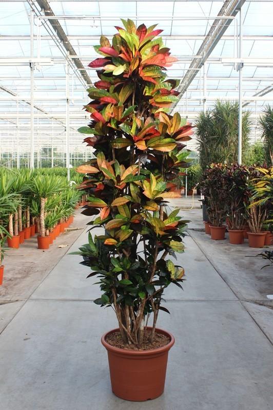 Codiaeum Iceton - 230 cm
