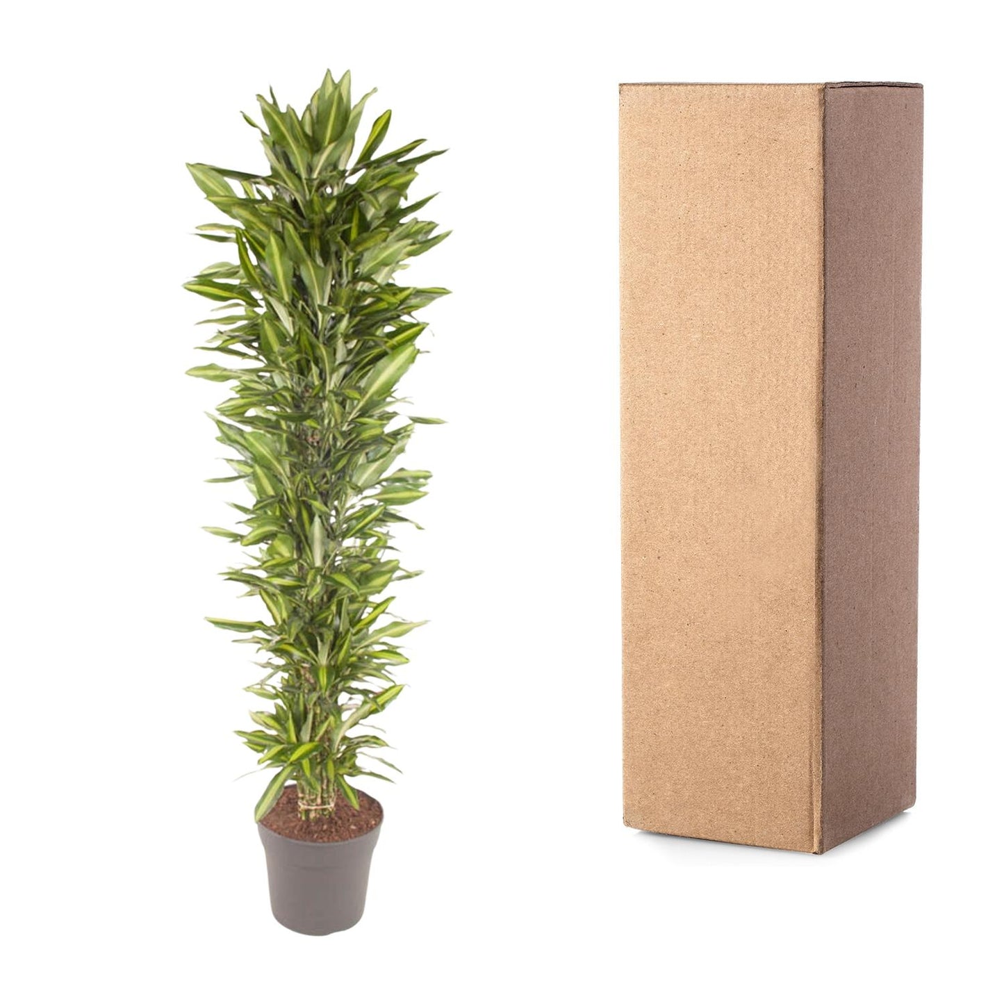 Dracaena Cintho branched - 210 cm - ø40