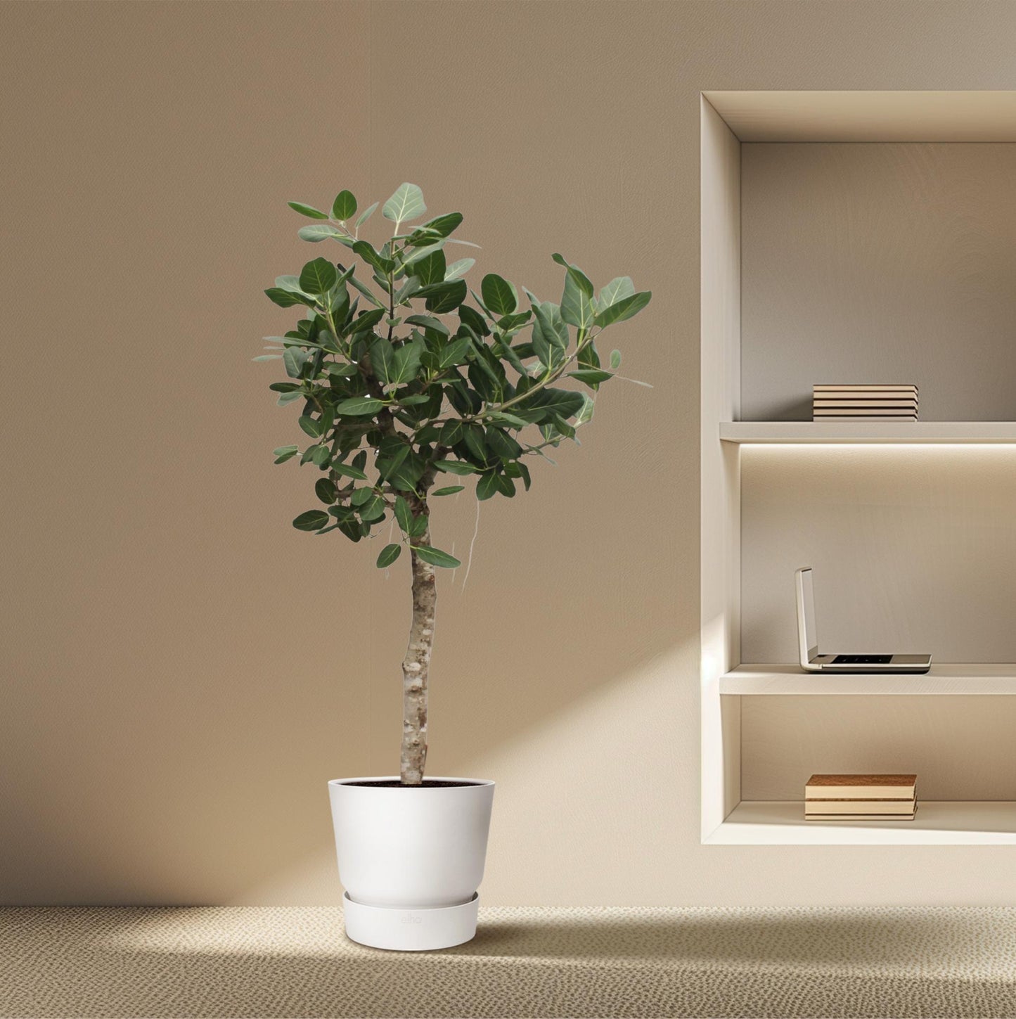 Ficus Benghalensis tree - 200 cm - ø50